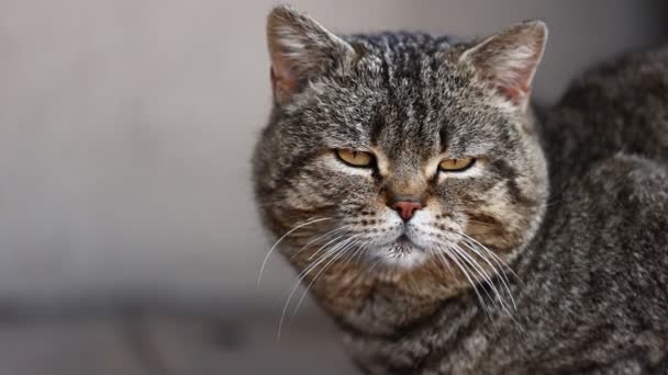 Gato Listrado Adulto Sério Olha Para Câmera Concentra Gato Doméstico — Vídeo de Stock