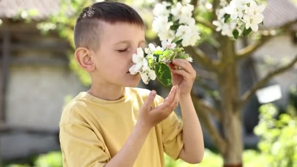 Liten Pojke Luktar Blommande Äpple Gren Barn Nära Vackra Blommande — Stockvideo