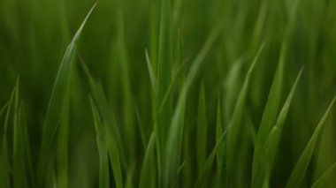 Yeşil çimenler kapanıyor. Genç yeşil buğday çimeni. Kamera yeşil çimlerin arasında ağır çekimde hareket ediyor. Bahar mevsiminde taze çimenlerin olduğu bir alan. Organik hasat.