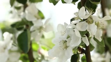 Beyaz elma çiçeği. İlkbahar bahçesinde güzel ve açık renkli elma ağaçları açan dallar. Makro doğal arka plan. Bahar çiçeği arkaplanı.