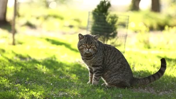 Domácí Britský Tabby Cat Procházky Zelené Trávě Parku Roztomilý Mazlíček — Stock video