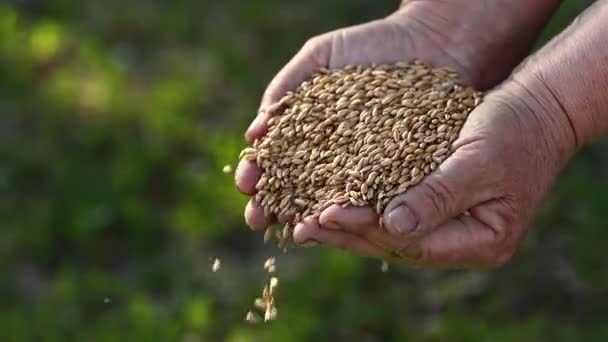 Жіночі Руки Виливають Зерна Пшениці Через Пальці Весняний Урожай Полів — стокове відео