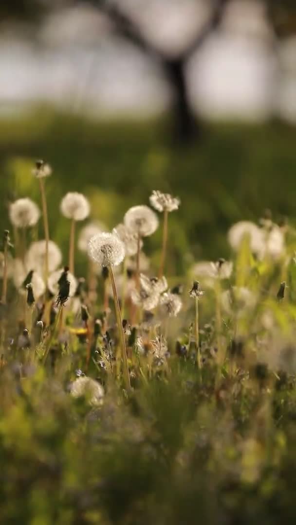 Fluffy Dandelion Seeds Geblazen Weg Grote Bos Glade Van Rijpe — Stockvideo