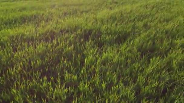 Agriculture Green Field Early Wheat Sunset Sunset Sunlight Movement Green — Stok video