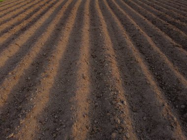 Kırsal alanda yeni ekilen patatesler için uzun düz üst sıralar, çizgiler, tepecikler. Toprak ekime ve ekime hazır..