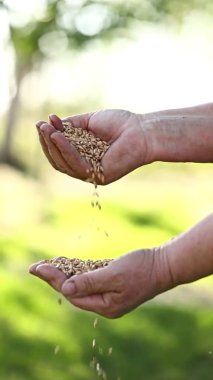 Yavaş hareket eden kadınların elleri parmaklarından buğday taneleri döküyor. Tarlalardan bahar hasadı. Yakın plan. Tarım kavramı. dikey video