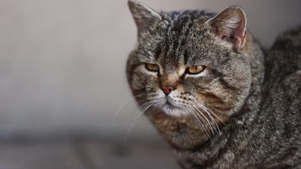 大人のストライプの猫はカメラを真剣に見て焦点を当てています 短い髪と長い口ひげを持つ純国産猫 英国のペットはまっすぐ耳を持っています そうだ 高品質のフルHd映像 — ストック動画