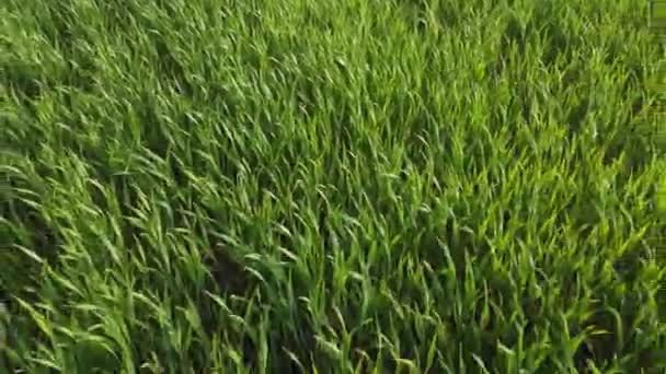 Zemědělství Zelené Pole Rané Pšenice Při Západu Slunce Pohyb Slunečního — Stock video