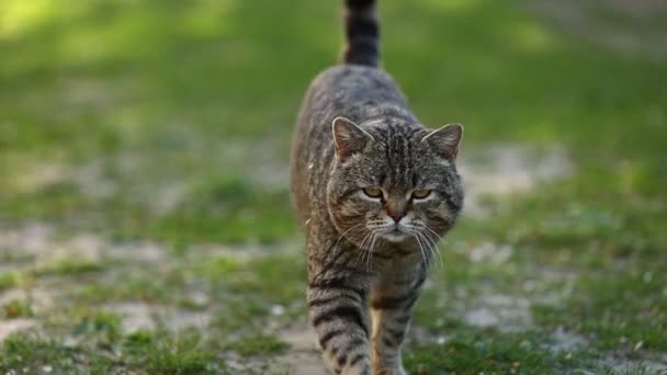 イギリスのタビー猫が公園の緑の芝生を歩いています 晴れた日にカメラとネズミを真剣に見てかわいいペット 短い髪と長い口ひげと真っ直ぐな耳を持つ純血猫 — ストック動画