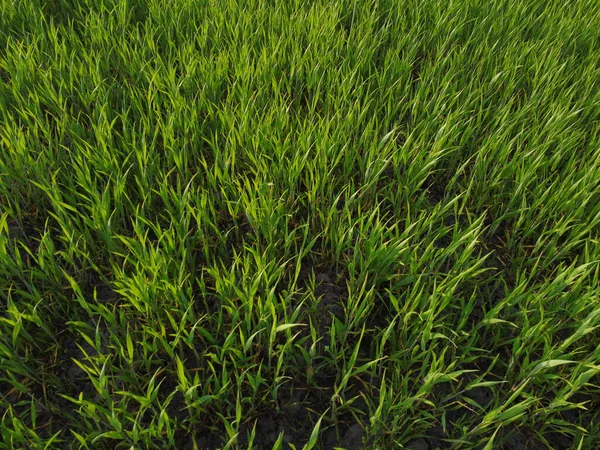 Вид Зверху Вниз Свіжу Зелену Траву Лузі Кукурудзяні Рослини Поле — стокове фото