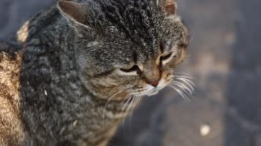 Üzgün kedi gözüyle göz kırpıyor. Safkan İskoç miyavlamaları. Evcil bir hayvandan hüzünlü bir bakış. Aç kızgın tekir kedi. Sevimli sevimli kedi..