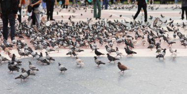 Katalania Meydanı 'ndaki güvercinler Barselona, İspanya' da. İnsanlar onları besliyor..