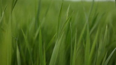 Detaylı görüş genç buğday bitkileri, yakın görüş tahıl yeşil sağlıklı buğday gövdeleri, biyotarımsal tarım buğday çiftliği. Buğday yetiştirme tarlası. Doğal doku arka planı. Organik hasat