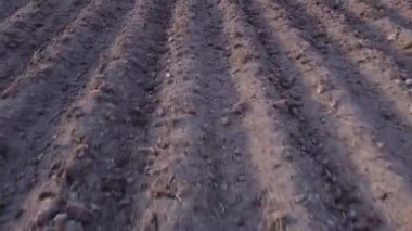İlkbaharda patates tarlası. Kamera tarlalara sıra sıra eker. Yakın plan. Toprak ekime ve ekime hazır.