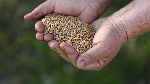 Сбор Урожая Сельское Хозяйство Зерно Руках Земледельца Пшеница Проливается Сквозь — стоковое видео