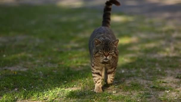 イギリスのタビー猫が公園の緑の芝生を歩いています 晴れた日にカメラとネズミを真剣に見てかわいいペット 短い髪と長い口ひげと真っ直ぐな耳を持つ純血猫 — ストック動画