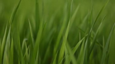 Yeşil çimenler kapanıyor. Genç yeşil buğday çimeni. Kamera yeşil çimlerin arasında ağır çekimde hareket ediyor. Bahar mevsiminde taze çimenlerin olduğu bir alan. Organik hasat.