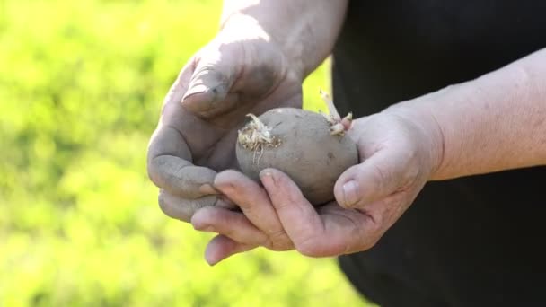 Una Mujer Sostiene Patatas Que Brotan Sus Manos Manos Sucias — Vídeos de Stock