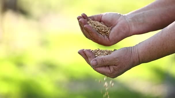 Cámara Lenta Las Manos Mujer Agricultora Vierten Grano Campo Mano — Vídeos de Stock