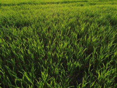 Ziraat. Günbatımında gün batımında güneş ışığı hareketinde erken buğday tarlası. Yeşil çimenler hayat tarzında rüzgarda sallanıyor. Doğal doku arka planı, rüzgarda sallanan genç buğday filizleri. Organik hasat.