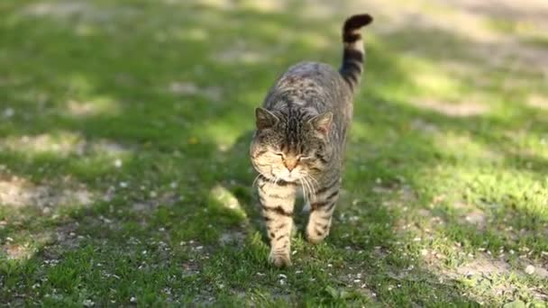 イギリスのタビー猫が公園の緑の芝生を歩いています 晴れた日にカメラとネズミを真剣に見てかわいいペット 短い髪と長い口ひげと真っ直ぐな耳を持つ純血猫 — ストック動画