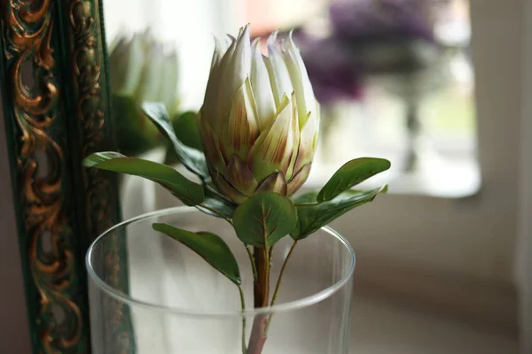 Uma Grande Flor Proteína Branca Real Com Folhas Verdes Fica — Fotografia de Stock