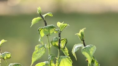 Hasarlı blackcurrant zararlı böcekler yaprak biti Stok görüntüleri videodan bırakır.