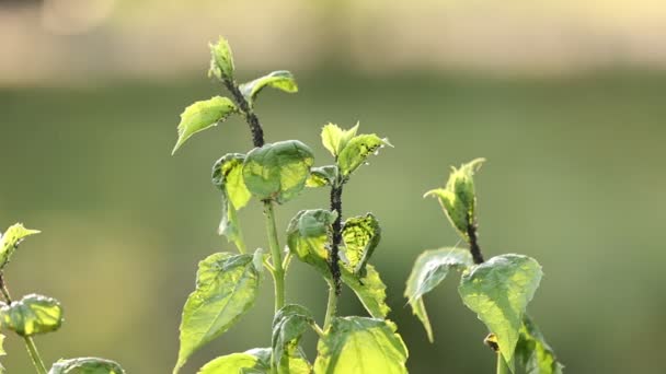 해로운 Aphids 비디오에서 나뭇잎 — 비디오