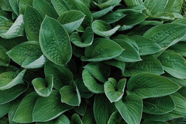 Levelek Spathiphyllum Cannifolium Absztrakt Zöld Textúra Természet Háttér Trópusi Levél — Stock Fotó
