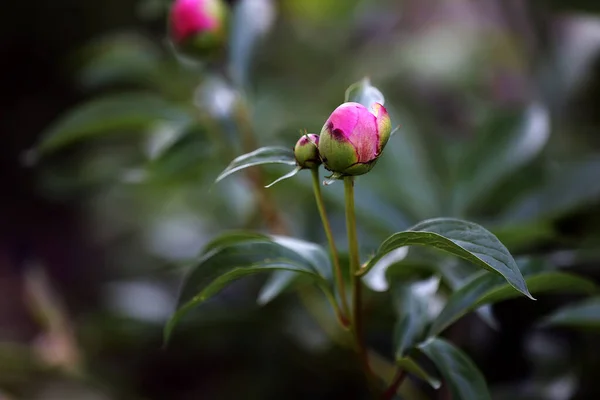 庭でピンクの牡丹の閉じた芽 牡丹の開花の始まり 閉じた緑の芽息をのむ牡丹 花の咲き方の始まり — ストック写真