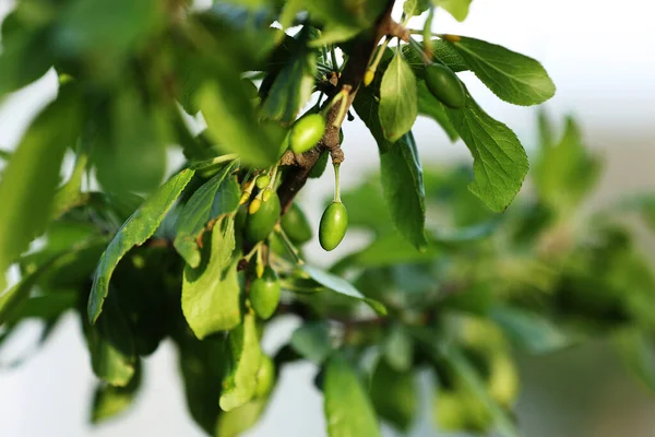 Taze, olgunlaşmamış erikler güneş ışığıyla bir ağaç dalında. Bahar güneşli bir günde meyve bahçesi. hasat.
