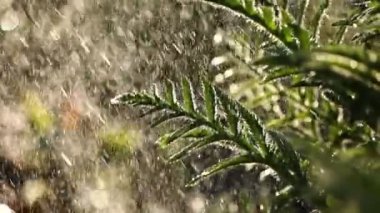 Bahçedeki çiçekleri yazın ışık altında sulamak. Yağmur ilkbahar günü. Çiçek tarlasında çiçeklerle ilgilenmek. Yaz doğasında güneş ışığı. Ekoloji ortamı