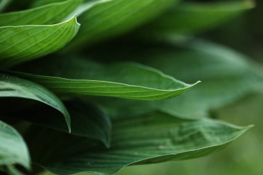 Spatthiphyllum yamyam yaprakları, soyut yeşil doku, doğa arka planı, tropikal yaprak.