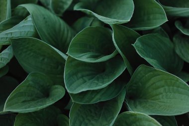 Spatthiphyllum yamyam yaprakları, soyut yeşil doku, doğa arka planı, tropikal yaprak.