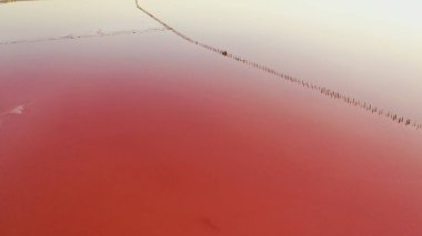 Pembe suyu olan tuzlu göl manzarası, Sivash gölü, Ukrayna, dinlenme yeri. Göl, tuzlar ve sudaki kabuklu deniz ürünleri yüzünden doğal olarak pembeleşir.