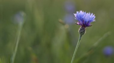 Yaz tarlasında mavi çiçek. Centaurea cyanus, Asteraceae familyasından Avrupa 'ya özgü bir bitki türü.