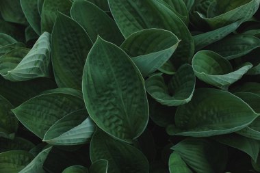 Spatthiphyllum yamyam yaprakları, soyut yeşil doku, doğa arka planı, tropikal yaprak.