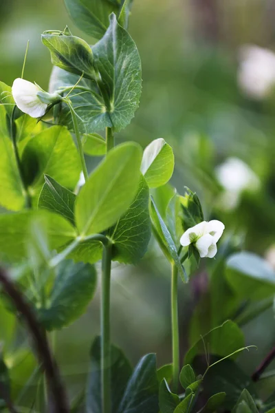 Ανθισμένα Μπιζέλια Pisum Sativum Στον Κήπο Άνθος Μπιζελιού Κλείσιμο — Φωτογραφία Αρχείου