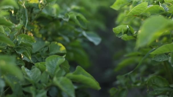 Caméra Mouvement Champ Pommes Terre Vertes Pommes Terre Cultivant Été — Video