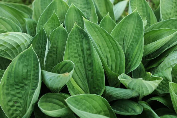 Φύλλα Spathiphyllum Cannifolium Αφηρημένη Πράσινη Υφή Φόντο Της Φύσης Τροπικό — Φωτογραφία Αρχείου