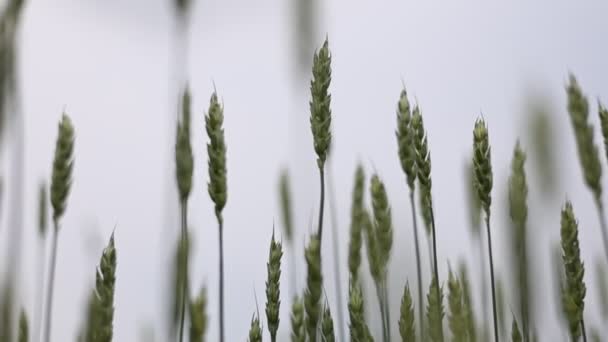 Slow Motion Video Young Green Ears Wheat Gloomy Weather Wheat — Wideo stockowe