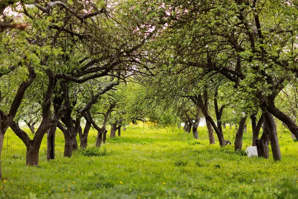 Fantasie Appelbomen Tuin Met Natuurlijke Boog Ingang Milieu Eco Achtergrond — Stockfoto