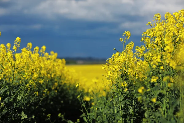 Background Beautiful Yellow Field Flowering Rapeseed Blue Sky Storm Clouds — Fotografia de Stock