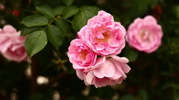 Beautiful Blooming Bush Pink Roses Summer Close Delicate Pale Pink — Vídeos de Stock