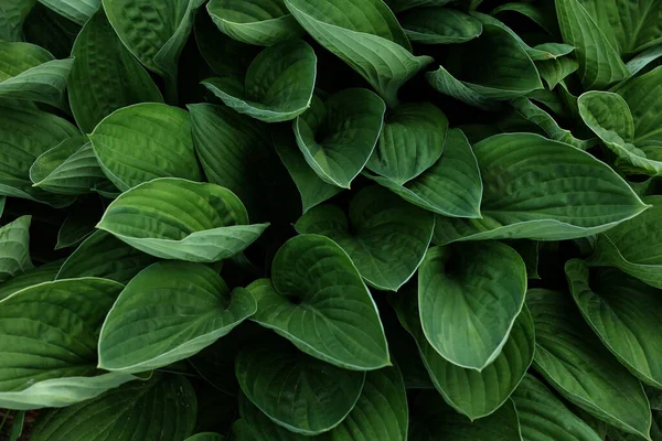 Levelek Spathiphyllum Cannifolium Absztrakt Zöld Textúra Természet Háttér Trópusi Levél — Stock Fotó