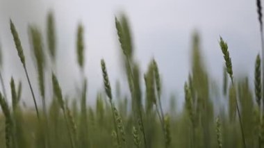 Buğday kasvetli havanın genç yeşil kulaklarının yavaş çekim videosu. Buğday tarlası ekmek için yetişiyor. Geleneksel tarım. Olgunlaşmış çayır buğday tarlaları. Güzel Doğa, Kırsal Manzara
