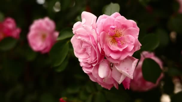 Mooie Bloeiende Struik Van Roze Rozen Zomer Close Delicate Lichtroze — Stockvideo