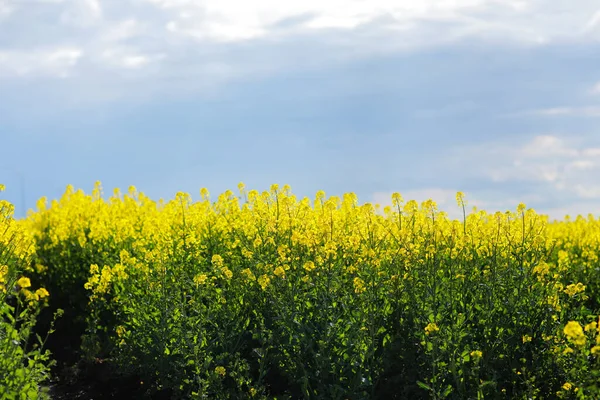 Tło Pięknego Żółtego Pola Kwitnącym Rzepakiem Błękitnym Niebem Chmurami Burzowymi — Zdjęcie stockowe