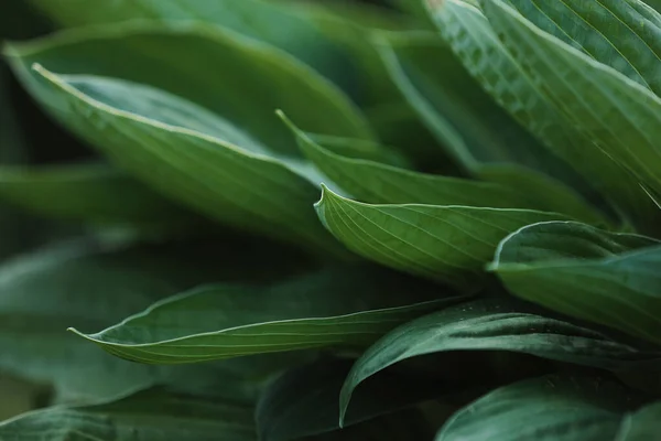 Φύλλα Spathiphyllum Cannifolium Αφηρημένη Πράσινη Υφή Φόντο Της Φύσης Τροπικό — Φωτογραφία Αρχείου