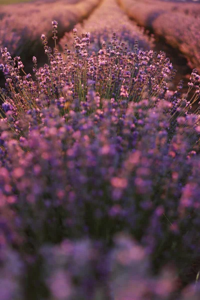 Close Van Struiken Lavendel Bloeiende Geurende Velden Bij Zonsondergang Lavendel — Stockfoto